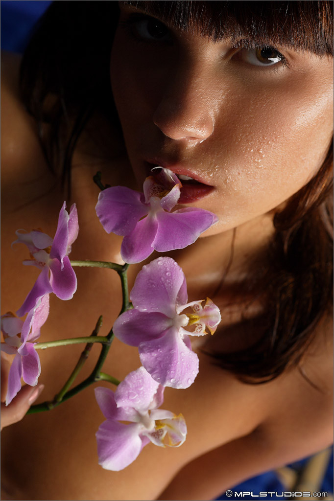 Nata Orchid Night